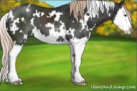 Horse Color:White Spotted Liver Chestnut Splash 