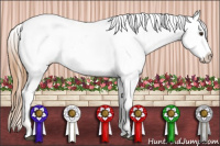 Horse Color:Chestnut Appaloosa