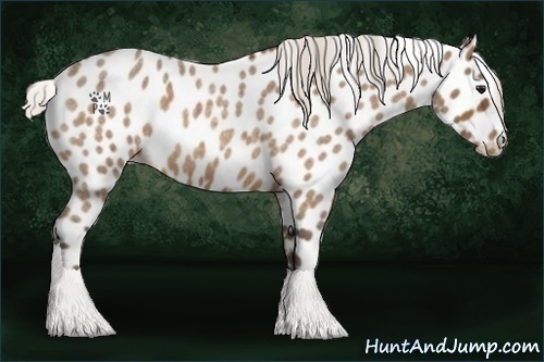 Horse Color:Silver Buckskin Roan Appaloosa 