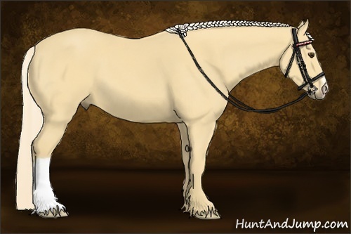 Horse Color:Palomino 