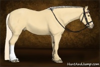 Horse Color:Palomino 