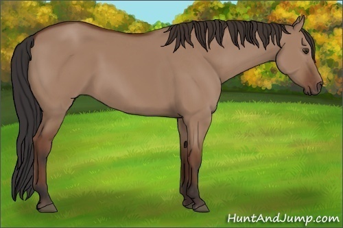 Horse Color:Bay Dun