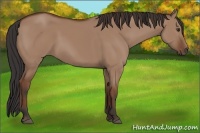 Horse Color:Bay Dun