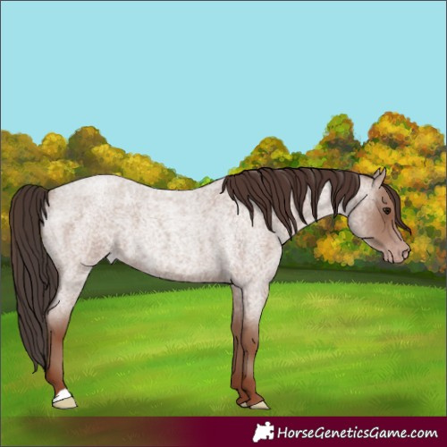 Horse Color:Classic Champagne Roan 