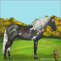 Horse Color:White Spotted Liver Chestnut Mushroom
