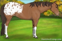 Horse Color:Bay Sabino Tobiano Appaloosa 