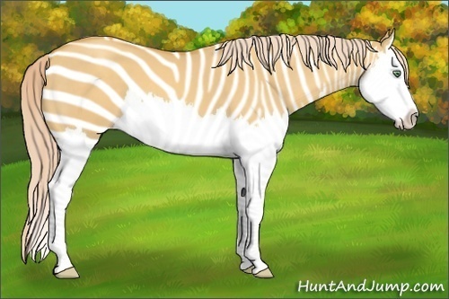 Horse Color:Gold Cream Champagne Dun Splash