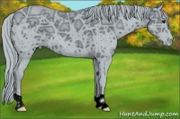 Horse Color:ERROR: UNKNOWN ANOMALY