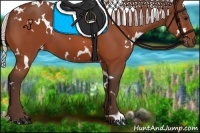 Horse Color:White Spotted Silver Bay 