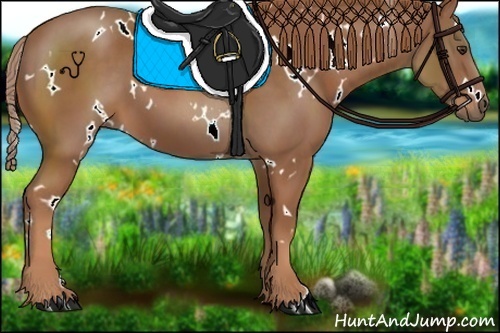Horse Color:White Spotted Chestnut 