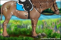 Horse Color:White Spotted Chestnut 