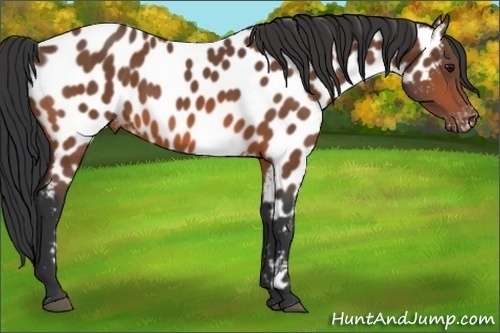 Horse Color:Bay Appaloosa