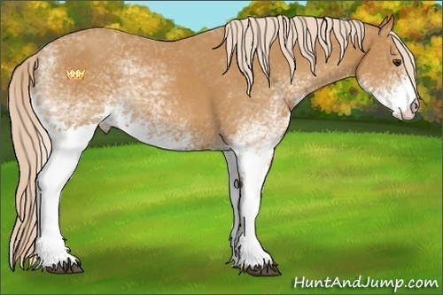 Horse Color:White Spotted Palomino 
