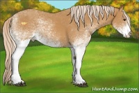 Horse Color:White Spotted Palomino