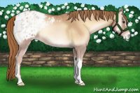 Horse Color:Red Onyx Pearl Appaloosa