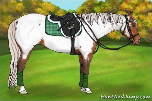 Horse Color:Silver Bay Appaloosa 