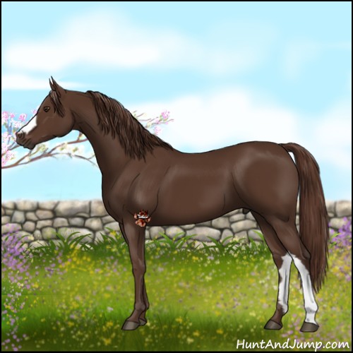 Horse Color:Liver Chestnut 