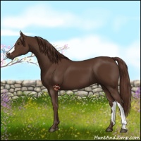 Horse Color:Liver Chestnut 