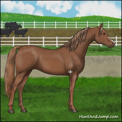 Horse Color:Chestnut 