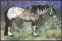 Horse Color:Blue Onyx Appaloosa 