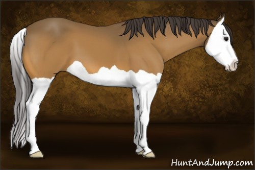 Horse Color:Buckskin Splash 