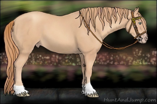 Horse Color:Gold Champagne 