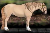 Horse Color:Gold Champagne