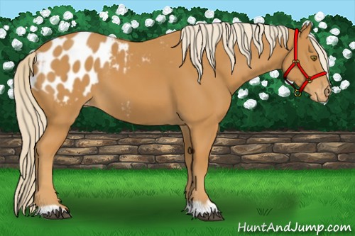 Horse Color:Palomino Appaloosa 