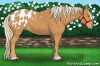 Horse Color:Palomino Appaloosa 