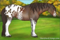 Horse Color:White Spotted Liver Chestnut Blanket Rabicano