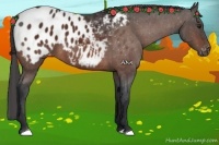 Horse Color:Brown Appaloosa 