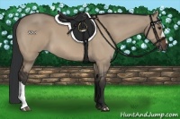 Horse Color:Brown Dun 