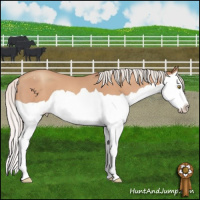 Horse Color:Silver Amber Champagne Splash Varnish 