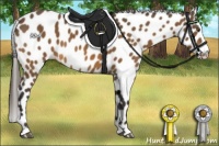 Horse Color:Buckskin Leopard