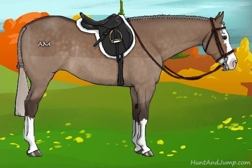 Horse Color:Silver Brown Dun Sabino Splash Rabicano