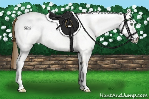 Horse Color:White Spotted Amber Cream Champagne Appaloosa 