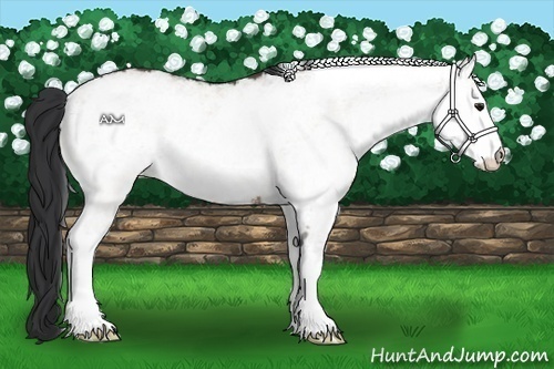 Horse Color:White Spotted Brown Dun 