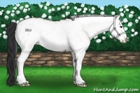 Horse Color:White Spotted Brown Dun
