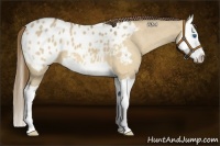 Horse Color:Buckskin Dun Splash Blanket 