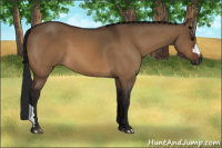 Horse Color:Gray Bay Dun
