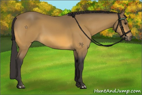 Horse Color:Buckskin