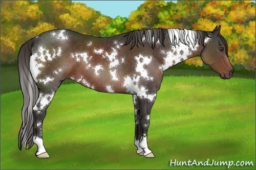 Horse Color:White Spotted Liver Chestnut 
