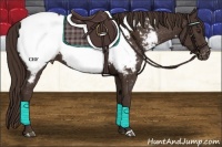 Horse Color:Liver Chestnut Appaloosa