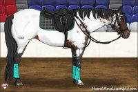 Horse Color:Brown Appaloosa 