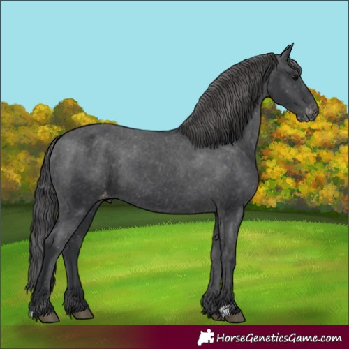 Horse Color:Black Appaloosa 
