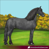 Horse Color:Black Appaloosa 