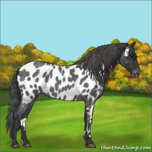 Horse Color:Blue Roan Near Leopard 