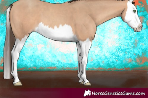 Horse Color:Amber Champagne Splash 