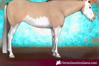 Horse Color:Amber Champagne Splash 