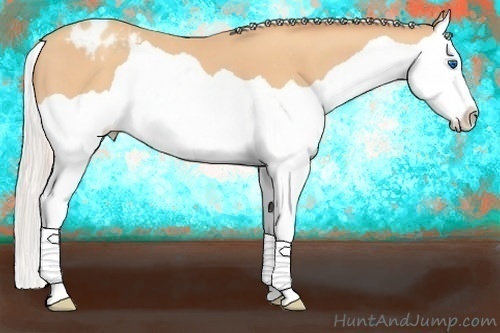 Horse Color:Silver Amber Champagne Splash Appaloosa 